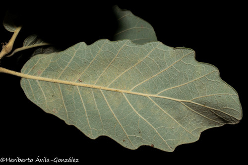 Quercus xylina