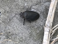 Prosapia ignifera