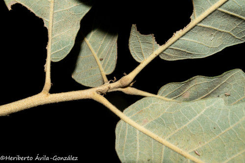 Quercus xylina