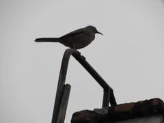 Toxostoma curvirostre