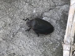 Prosapia ignifera