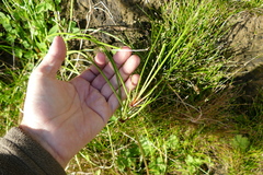 Isolepis prolifera