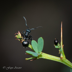 Dolichoderus niger