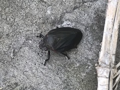 Prosapia ignifera