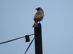 Haemorhous mexicanus