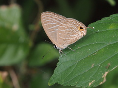 Jamides alecto alocina