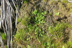 Isolepis prolifera