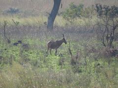 Alcelaphus buselaphus lelwel