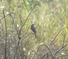 Lanius phoenicuroides