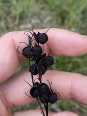 Haemodorum austroqueenslandicum