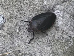 Prosapia ignifera
