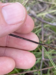 Haemodorum austroqueenslandicum