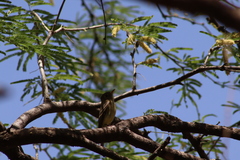 Empidonax occidentalis