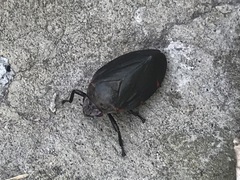 Prosapia ignifera