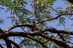 Empidonax occidentalis