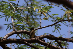 Empidonax occidentalis