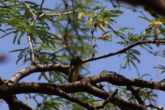 Empidonax occidentalis