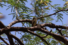 Empidonax occidentalis