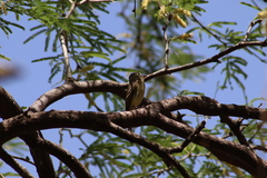 Empidonax occidentalis