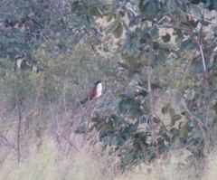 Centropus senegalensis