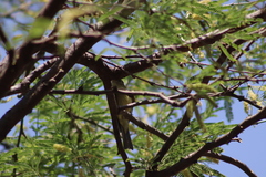 Empidonax occidentalis