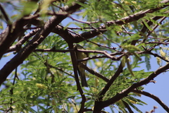 Empidonax occidentalis