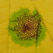 Rhytisma punctatum - Photo (c) Susan Elliott, algunos derechos reservados (CC BY-NC), subido por Susan Elliott
