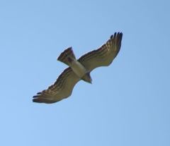 Circaetus beaudouini