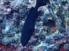 Kyphosus cinerascens