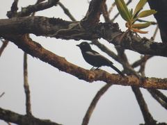 Melaniparus guineensis