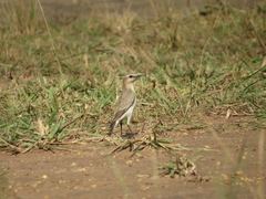 Oenanthe isabellina