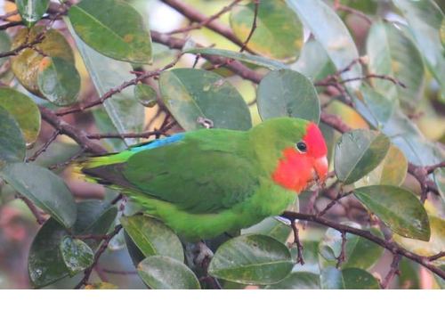 Red-headed Lovebird
