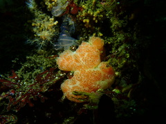 Aplidium solidum