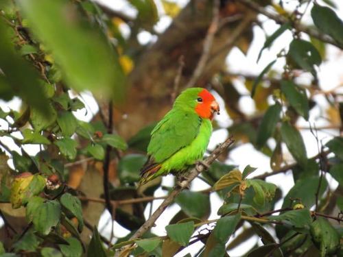 Red-headed Lovebird