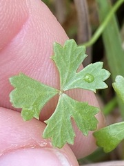 Hydrocotyle paludosa