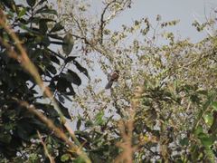 Centropus senegalensis