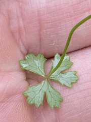 Hydrocotyle paludosa