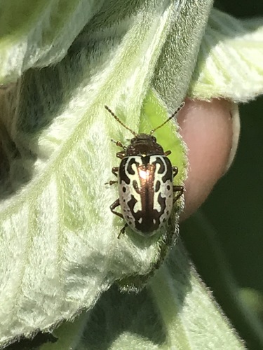 Calligrapha piceicollis