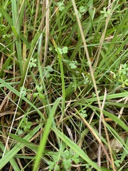 Hydrocotyle paludosa