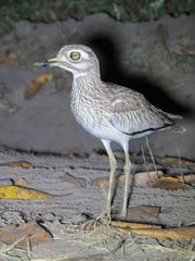 Burhinus senegalensis