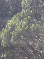 Halocarpus bidwillii