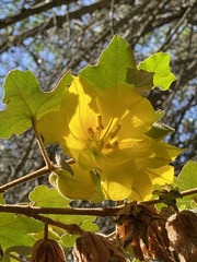 Fremontodendron