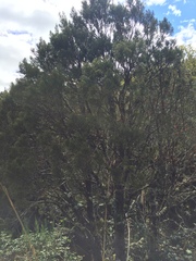 Halocarpus bidwillii