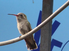 Phaeoptila sordida