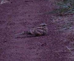 Caprimulgus climacurus