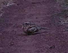 Caprimulgus climacurus