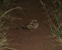 Caprimulgus climacurus