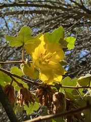 Fremontodendron