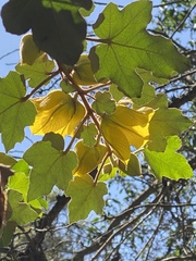 Fremontodendron