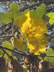Fremontodendron